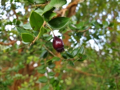 Luma