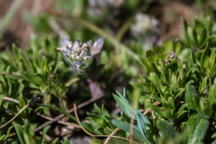 Alyssum umbellatum