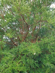 Luma