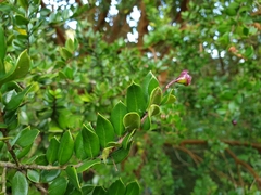 Luma