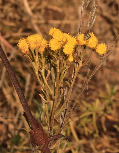 Phymaspermum acerosum, photograph 4