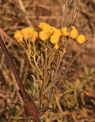 (c) Wynand Uys, some rights reserved (CC BY) Phymaspermum acerosum, photograph (c) Wynand Uys, some rights reserved (CC BY)