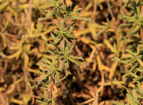 Phymaspermum acerosum, photograph 5