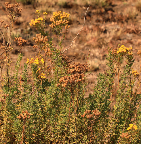 Phymaspermum acerosum, photograph 3