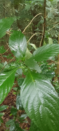 Anisotes pubinervius
