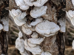 Fungi