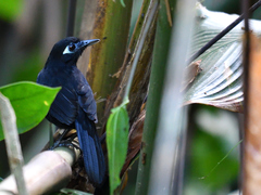 Hafferia zeledoni