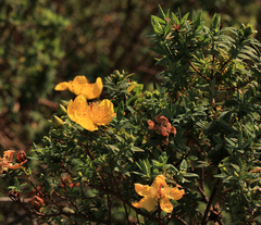 Hypericum revolutum
