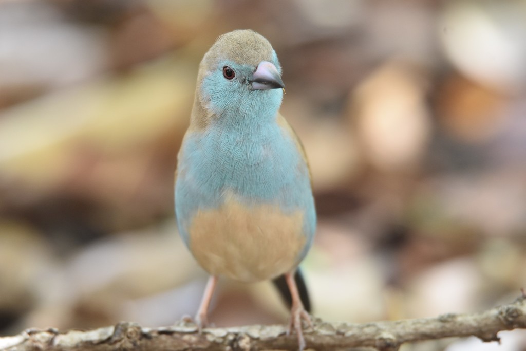 Blue Waxbill