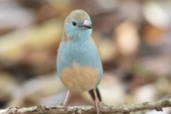 Blue Waxbill photo 1