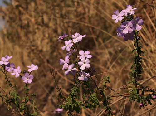 Jamesbrittenia grandiflora