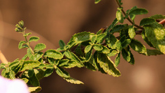 Jamesbrittenia grandiflora, photograph (c) Wynand Uys, some rights reserved (CC BY)