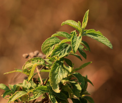 Lippia javanica