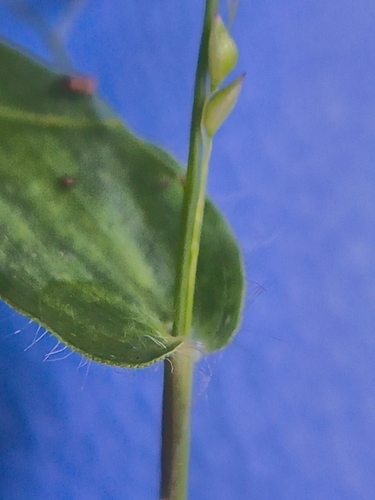 Panicum brevifolium, photograph 5