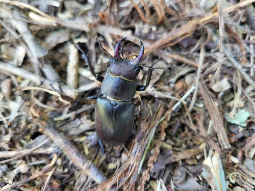 Lucanus tetraodon