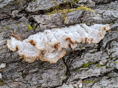 Fungi
