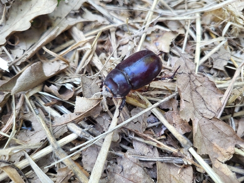 Oryctes nasicornis corniculatus