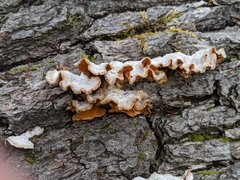 Fungi
