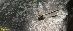 Trigomphus citimus