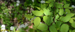 Zelkova