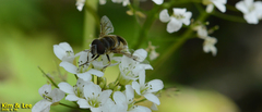 Eristalis kyokoae