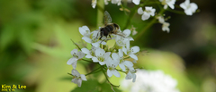 Eristalis kyokoae