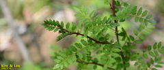 Zanthoxylum schinifolium