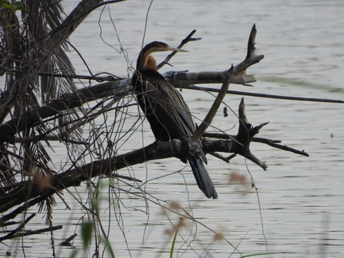 iNaturalist image