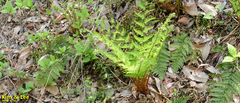 Dryopteris lacera