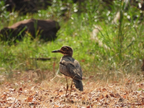 iNaturalist image