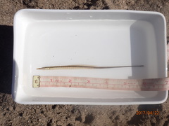Microphis fluviatilis