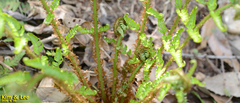 Dryopteris lacera