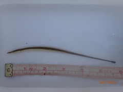 Microphis fluviatilis