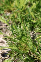 Sclerochloa dura