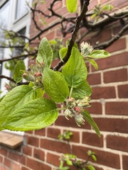 Malus domestica