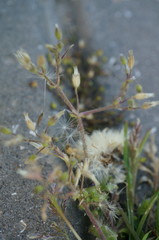 Cerastium semidecandrum