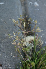Cerastium semidecandrum