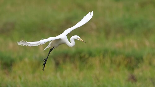 iNaturalist: (c) Anirudh Singh, some rights reserved (CC BY-NC), uploaded by Anirudh Singh iNaturalist image