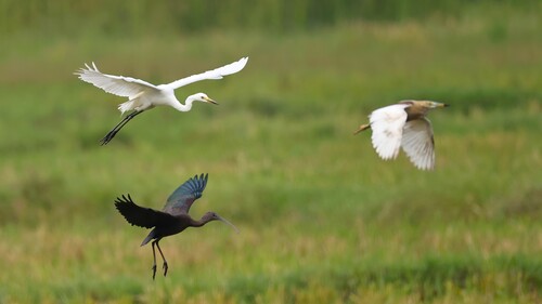 iNaturalist image