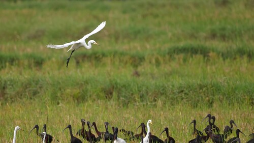 iNaturalist image