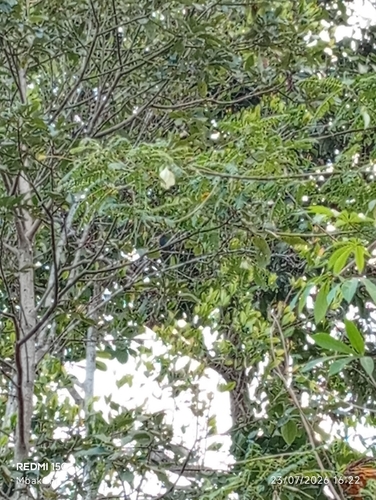 Sesbania grandiflora observed 2026-07-23