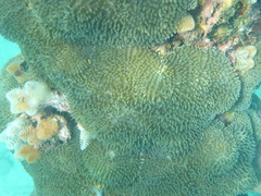 Stichodactyla helianthus