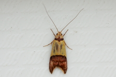 Hemibela oxyptera