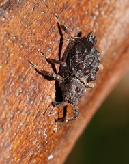 Poropterus conifer