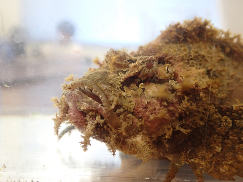Scorpionfish (Inimicus japonicus) — Synanceiidae — 4