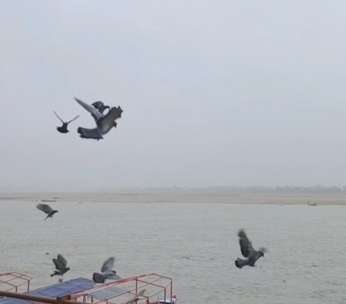 Rock Pigeon