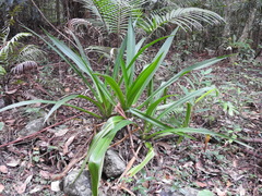 Crinum pedunculatum