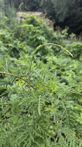 common ragweed