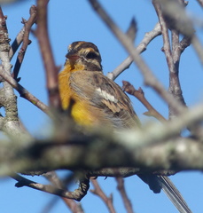 Emberiza flaviventris flaviventris