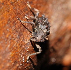 Poropterus conifer